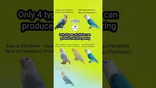 Pairing # 47 Good Pairing to produce Parblue Palefellow Opline #parrotlife #palefellow