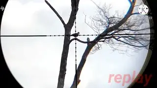 Kumpulan berburu tekukur super jernih