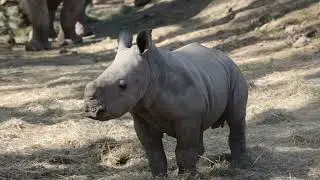 The baby rhino finally has a name! Meet Otto Lang, in honor of Safari West founder Peter's father.