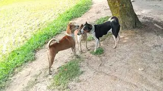 Dog animal 