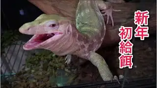 新年初餌やりでオオトカゲ達の勢いがヤバすぎた！！
