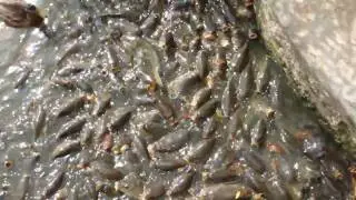 Sucking Catfish