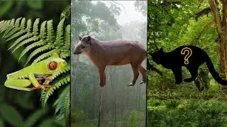 TOP 10 cutest animals: Guatemala