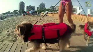AmbassadorFVG Luca Mattioli: Sunny Pet Experience a Lignano Sabbiadoro
