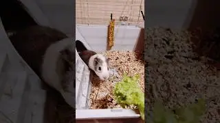 Пытаемся выманить Сэма салатом из норки!!!! #animal #babyboy #guineapig #eating #nature #sam