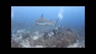 Scuba Diving Roatan Anthony's key resort. underwater video