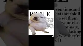 Я мою животик pibble #pibble