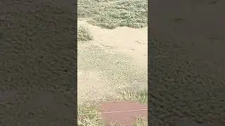 Sad story of the wetlands and bird heavens of Gurgaon