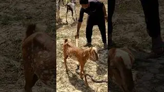 #4k #cobra #hindisong #animals #snakecobra #live #funny #news #goat #snake