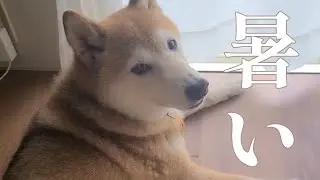 暑い...毛皮脱ご【換毛期】