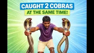 Two Cobras Caught Together🐍🐍 | Caching Sbake