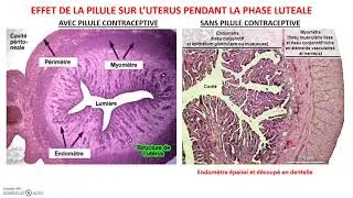 Le mode d'action d'une pilule contraceptive