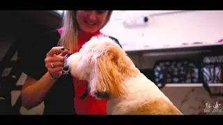Dogtastic Grooming and Day Care - A Happy Grooming Experience