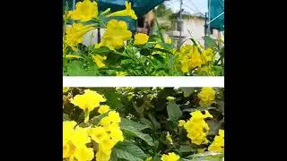 Golden Oleander Plant SALE@ padmamnursery.com