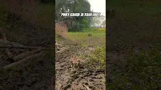 Funny Cat videos 😹#catswithchitu #cat #shorts
