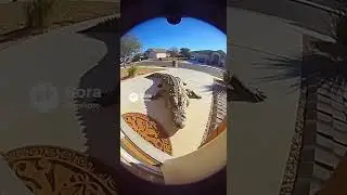 Alligator staring at camera