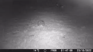 Deer Videos Only Edit APEMAN H55 Trail Camera 4 of 10  C&ocirc;tes d'Armor,  Brittany, France FR08