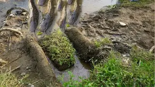 Easy Mekali!!!! How to make fish traps, fish trap innovations, smart ways to catch fish