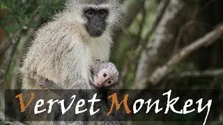 Vervet Monkey Alarm Calls & Animal Sounds Kruger Park | Stories Of The Kruger | Kruger Vervet Monkey