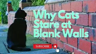 Why Do Cats Stare At Blank Walls?
