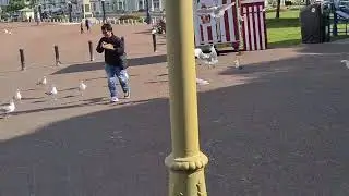 Llandudno Seagulls Attack