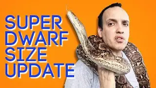Super Dwarf Reticulated Python | How big do they get? (2020)