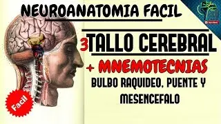 TALLO CEREBRAL COMPLETO EXPLICADO FACILMENTE (MEDULA OBLONGADA, PUENTE Y MESENCEFALO) | 2021