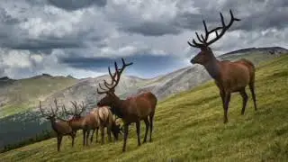 Alpine Tundra