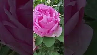 #love #trendingshorts #song #nature #stories #viralshort #rose #romantic #rosestatus #rosesflowers