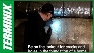 How to tell if you have termites in your crawl space
