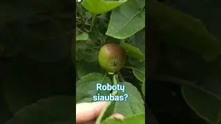 #obuoliai ir #vejos #robotas #gpsmeistras