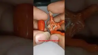Testing Moonga (CORAL) At Home... Finger Print coral 8310619519 #shorts #coral