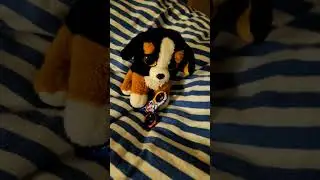 Почти настоящий 🥰😘#shorts #shortvideo #cute #pets #dog