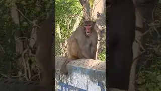Jong monkey #@boihchannel