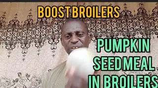 10 Reasons to Use Pumpkin Seed Meal in Broiler Feed: Boost Growth, Health & Sustainability Naturally
