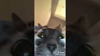1 cat 1 Internet connection 1 FaceTime call