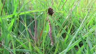 Spiked Shield Bug Picromeris bidens with Narrow bordered Bee Hawk Hemaris tityus caterpillar