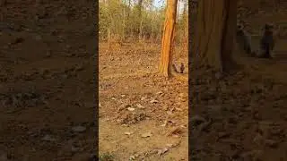 #viral #wildlife #jharkhand #nature #shorts #monkey