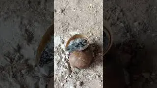 Metal Art: Beyond the Snail - Crafting a Copper Shells to Make Art #shorts #restoration #art
