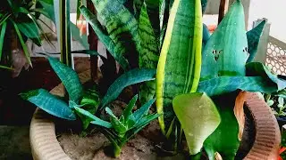 Snake Plant #All in a minute