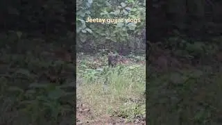 #tiger #jimcorbett #nature #viralshorts #trending #shorts #youtube #love #forest #attitude