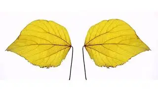 Morphologue 2023