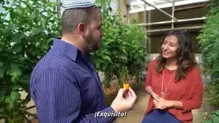 Agricultura israelí en el desierto de la Aravá