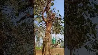 Miracles of Allah Date palm on Pipal Tree. @khanshahab6433