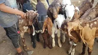 Ajmer Bakra Mandi Rajasthan
