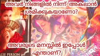 അവർ നിങ്ങളിൽ നിന്ന് അകലാൻ ശ്രമിക്കുകയാണോ?🧿🤔😪🧿/THEIR FEELINGS no 🤳Tarot card reading Timeless🧿🙏👼🧿