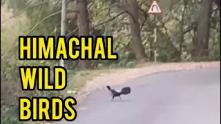 Lockdown effect on Wild Birds part 3