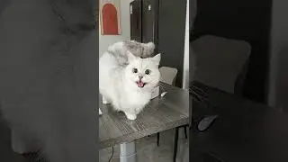 Why is this Chunky Cat so Feisty? #AdorableKitty #FierceFeline #CatswithAttitude...