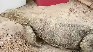 Sabah, big Monitor lizard