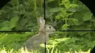 قنص ارانب بام صتمه من النوع الجديد على الهدروجين.mp4